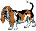 Basset hound