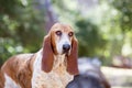 A Basset hound dog in the forest standing on a log Royalty Free Stock Photo