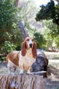 A Basset hound dog in the forest standing on a log Royalty Free Stock Photo