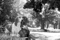 A Basset hound dog in the forest standing on a log Royalty Free Stock Photo