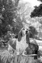 A Basset hound dog in the forest standing on a log Royalty Free Stock Photo