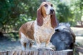 A Basset hound dog in the forest standing on a log Royalty Free Stock Photo