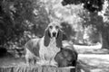 A Basset hound dog in the forest standing on a log Royalty Free Stock Photo