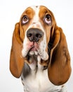 Basset Hound Dog Guilty Expression Royalty Free Stock Photo