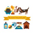 Basset hound dog infografic with dog care elements