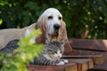 Basset hound dog and kitten resting together