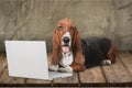 Basset Hound dog with laptop on wooden floor Royalty Free Stock Photo