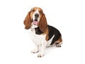 Basset Hound Dog Looking to the side Royalty Free Stock Photo