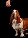 Basset hound dog looking at a treat Royalty Free Stock Photo