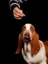 Basset hound dog looking at a treat Royalty Free Stock Photo