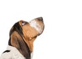 Basset Hound Dog Looking Up Closeup Royalty Free Stock Photo