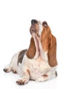 Basset hound dog looking up. isolated on white background Royalty Free Stock Photo