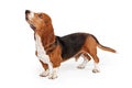 Basset Hound Dog Profile Royalty Free Stock Photo