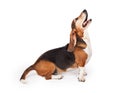 Basset Hound Dog Profile Looking Up Royalty Free Stock Photo