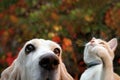 Red cat and dog on autumn background Royalty Free Stock Photo
