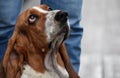 A basset hound dog with a sad look sits at the feet of the owner sits Royalty Free Stock Photo