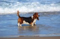 Basset hound dog in sea Royalty Free Stock Photo