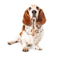 Basset Hound Dog Sitting Looking Up Royalty Free Stock Photo