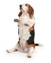 Basset Hound Dog Sitting Up Royalty Free Stock Photo
