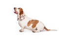 Basset Hound Dog Spotted Ear Profile Royalty Free Stock Photo