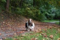 Basset Hound Dog Standing on the Autumn Leaves. Portrait. Royalty Free Stock Photo