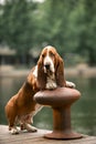 Basset hound dog standing on berth dock look forward. river and forest background Royalty Free Stock Photo