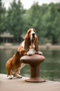 Basset hound dog standing on berth. river and forest back ground Royalty Free Stock Photo