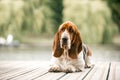 Basset hound dog standing lay on dock . river and forest back ground Royalty Free Stock Photo