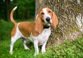 A Basset Hound dog standing outdoors Royalty Free Stock Photo