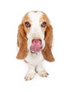 Basset Hound Dog With Tongue Licking Lips Royalty Free Stock Photo