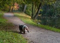 Basset Hound Dog Walks on Path. Royalty Free Stock Photo
