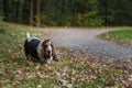 Basset Hound Dog Walks on Path. Royalty Free Stock Photo