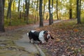 Basset Hound Dog Walks on Path. Autumn Background. Royalty Free Stock Photo