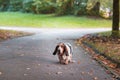 Basset Hound Dog Walks on Path. Autumn Background. Royalty Free Stock Photo