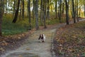 Basset Hound Dog Walks on Path. Autumn Background. Royalty Free Stock Photo