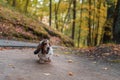 Basset Hound Dog Walks on Path. Autumn Background. Portrait Royalty Free Stock Photo