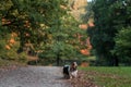 Basset Hound Dog Walks on Path. Autumn Background. Royalty Free Stock Photo