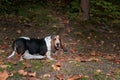 Basset Hound Dog Walks on the Path. Portrait. Royalty Free Stock Photo