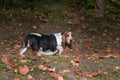 Basset Hound Dog Walks on the Path. Portrait. Royalty Free Stock Photo