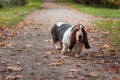 Basset Hound Dog Walks on the Path. Portrait. Royalty Free Stock Photo