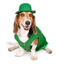 Basset Hound Dog Wearing St Patricks Day Outfit Royalty Free Stock Photo