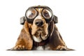 Basset Hound Ears Aflutter, Sporting a GoPro. Generative AI Royalty Free Stock Photo