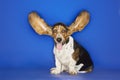 Basset Hound With Ears Extended Royalty Free Stock Photo