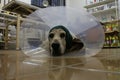 Basset hound with Elizabethan collar Royalty Free Stock Photo