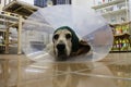 Basset hound with Elizabethan collar Royalty Free Stock Photo