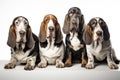 Basset Hound Family Foursome Dogs Sitting On A White Background