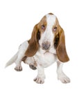 Basset Hound Royalty Free Stock Photo