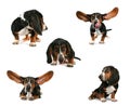 Basset hound group Royalty Free Stock Photo