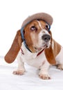 Basset hound in hat