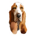 Basset Hound or Hush Puppy short-legged breed scent hound family dog digital art illustration isolated on white background. Royalty Free Stock Photo